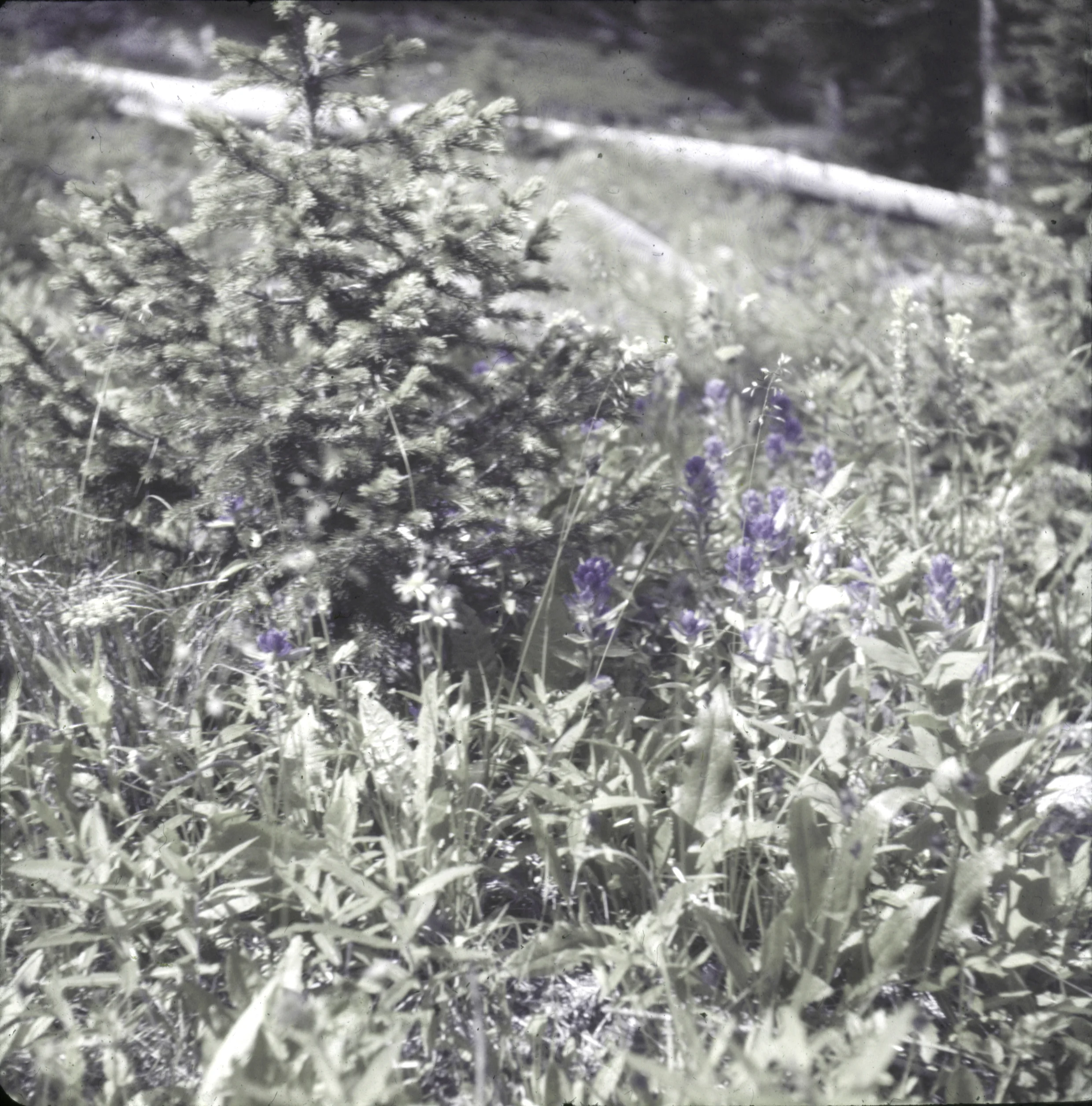 Slide 0530