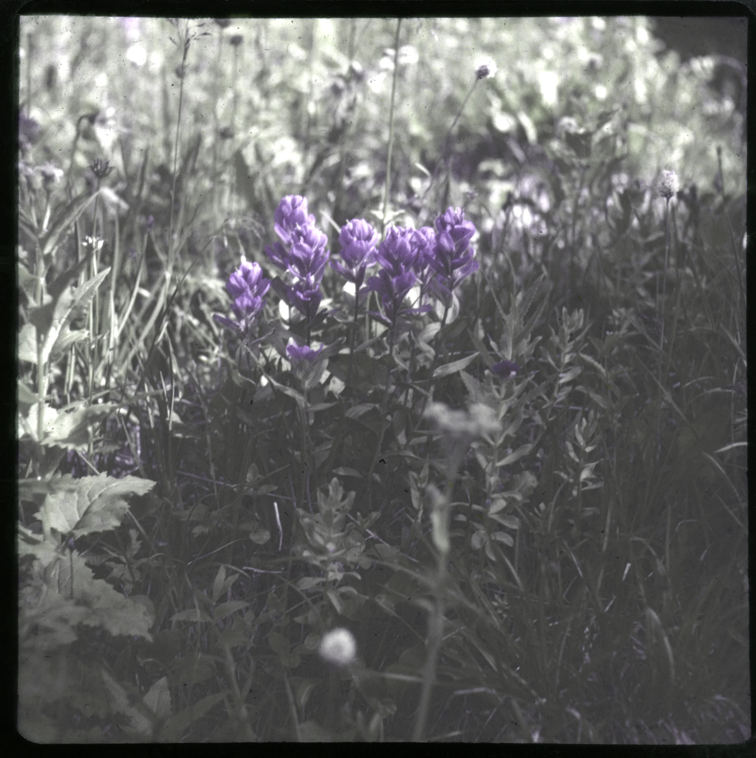 Slide 0538