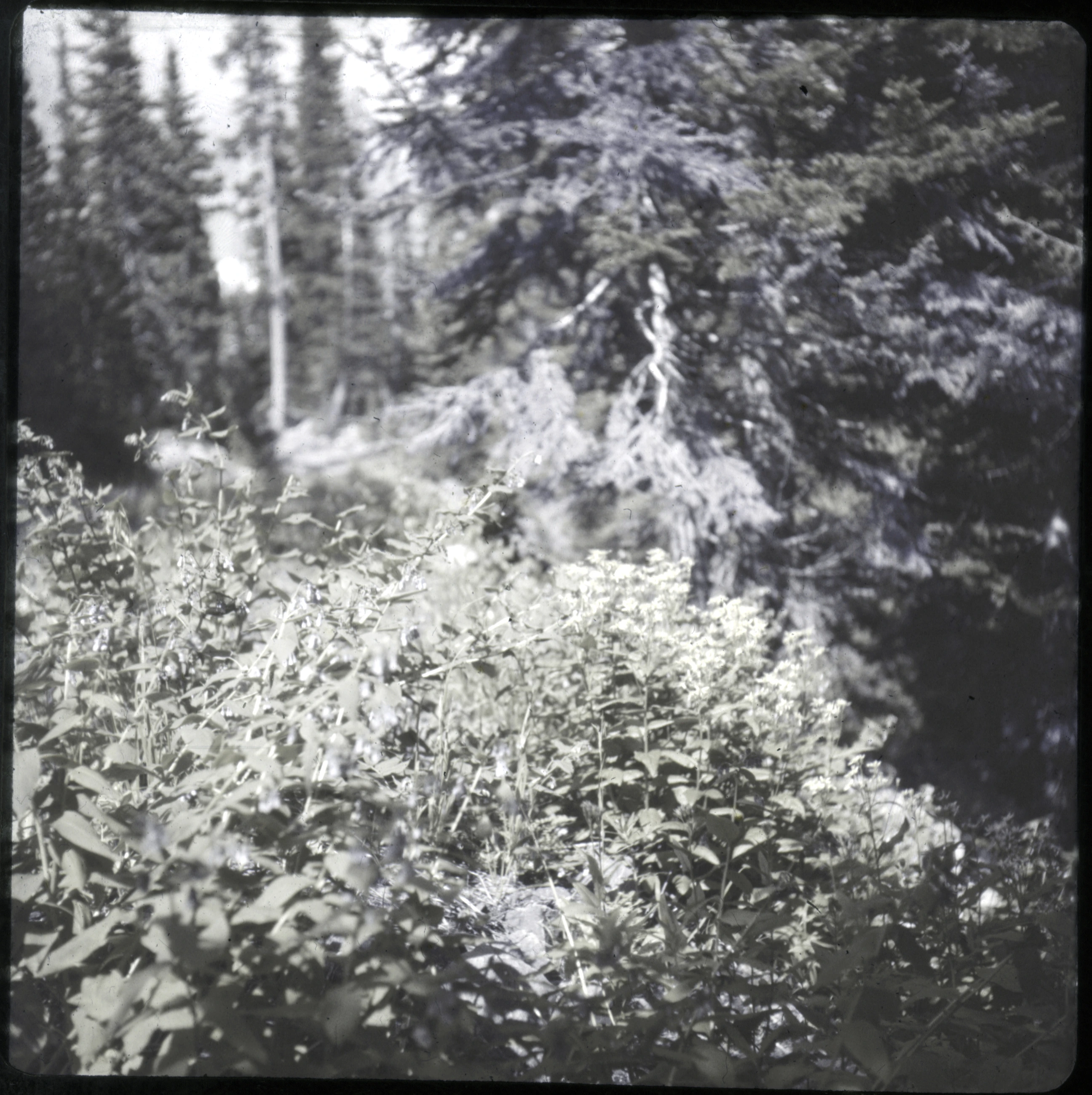 Slide 0539