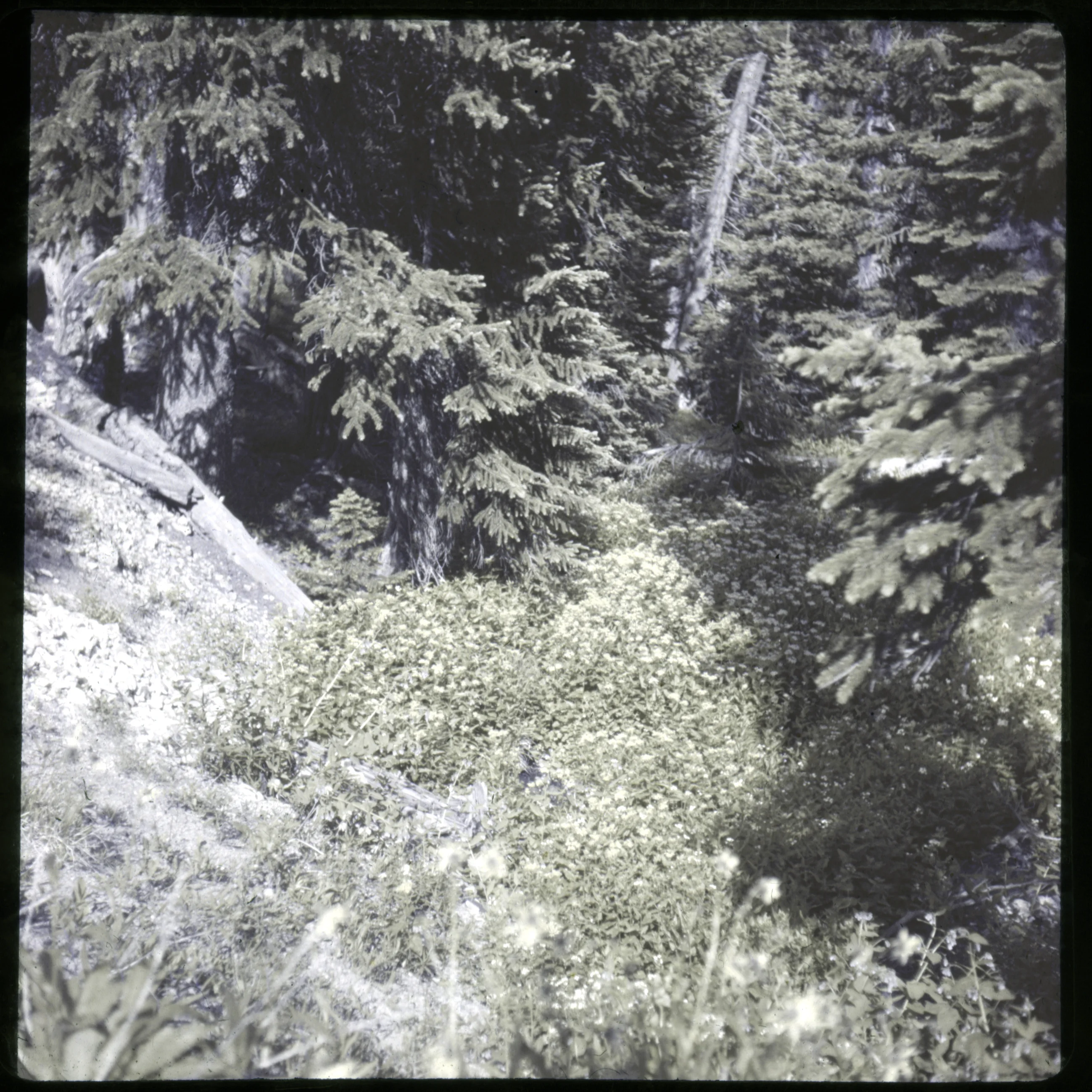 Slide 0540