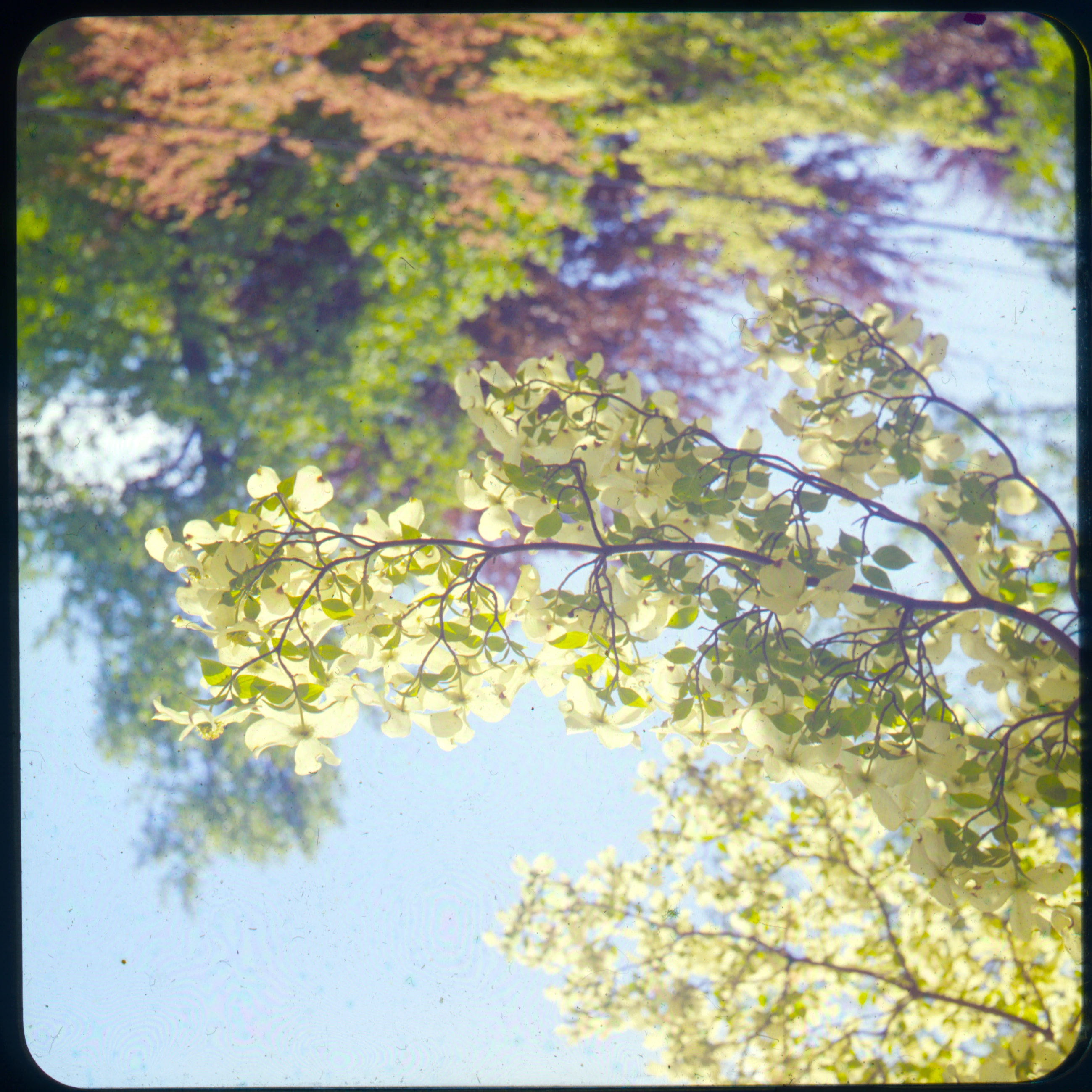 Slide 0990A